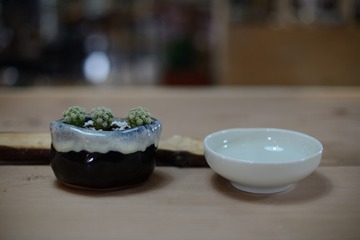 小仙人掌