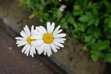 DSC_2644_