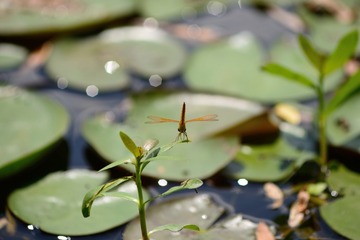 蜻蜓