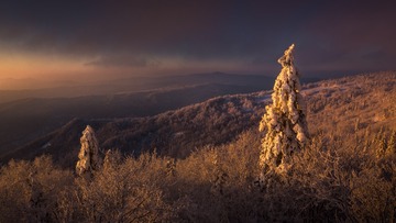 夕阳下的雪松