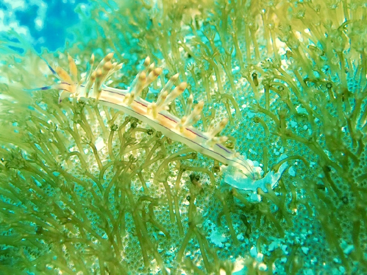 潜水摄影-海恬愉,俗称海兔!拍摄于菲律宾malapascua 岛!