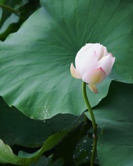 4A