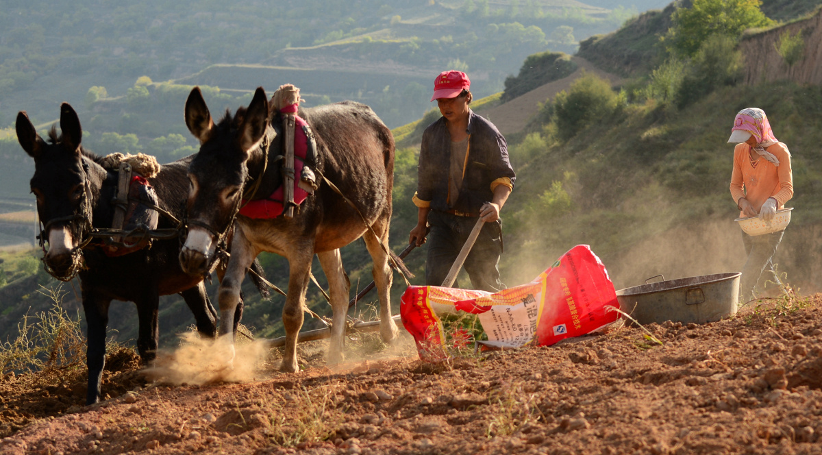 组照山里人与毛驴的情结