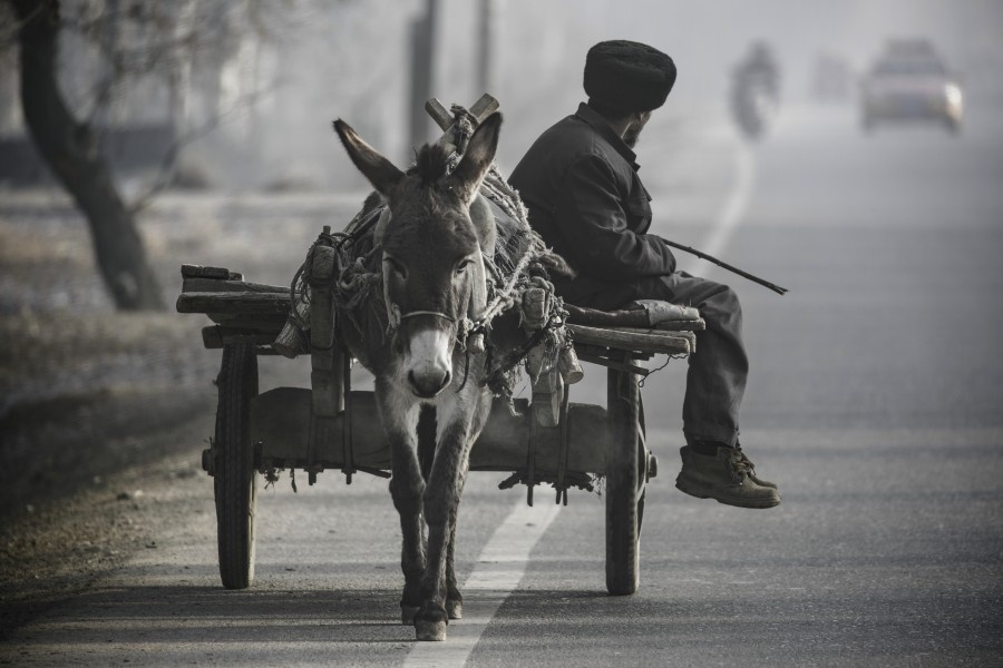 即将消失的毛驴车 - 我家的皂角树 - 图虫