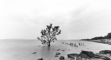 彼岸香港·红树林