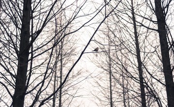 alone