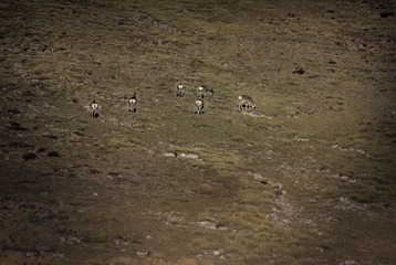 IMG_7604_