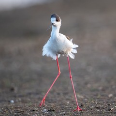 _DSC0996-1