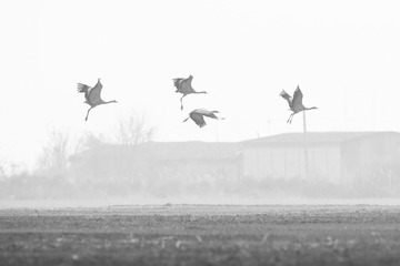 _DSC6782-1