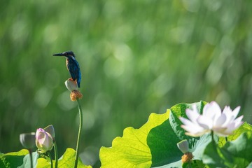 _DSC7329-1