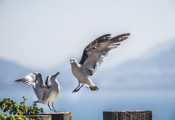 _DSC6323-1
