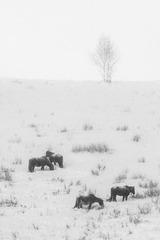 _DSC0719-1