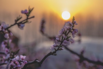 映日桃花