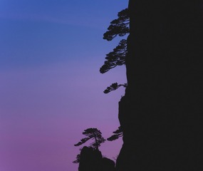 黄山松韵（3）