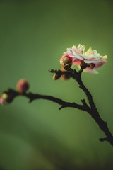 梅花