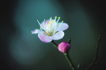 梅花
