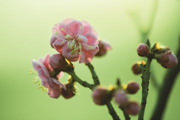 梅花