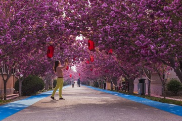 樱花大道