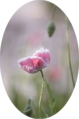 虞美人