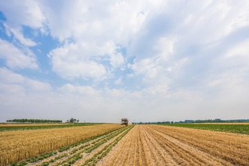 希望的田野