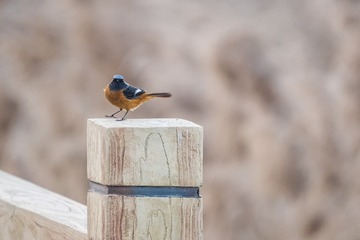 _DSC9512-1