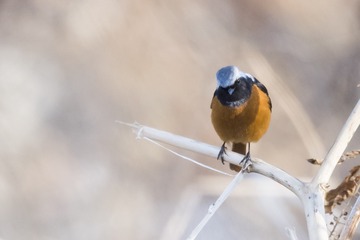 _DSC3795-1