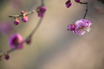 梅