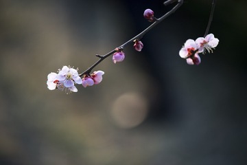 梅