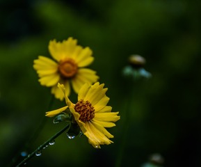 当花瓣凋落，还剩下什么
