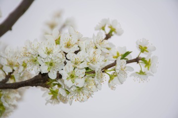 一树李花，斜了枝丫