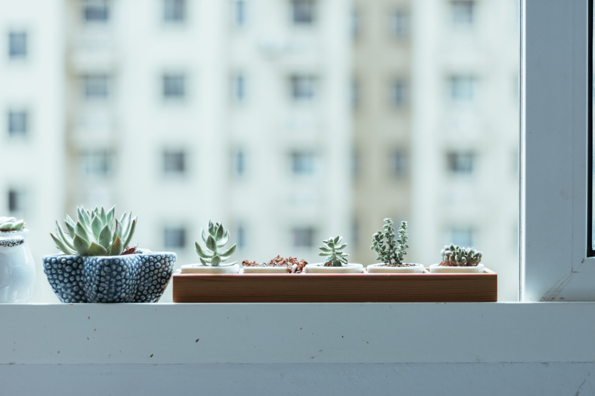 窗台上的植物 - 磊子摄影 - 图虫