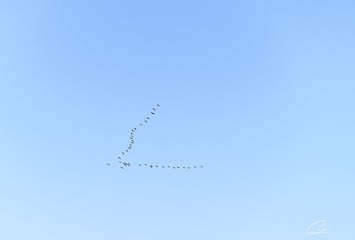 E9503371-9735-401F-8C03-495734B584FA/L0/001