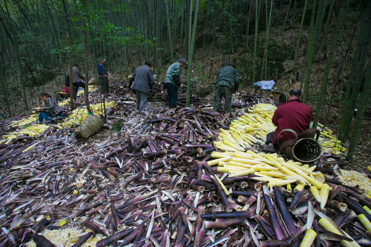 2015年4月21日,四川省绵竹市金花镇,村民们经过一上午的辛苦劳动,竹笋