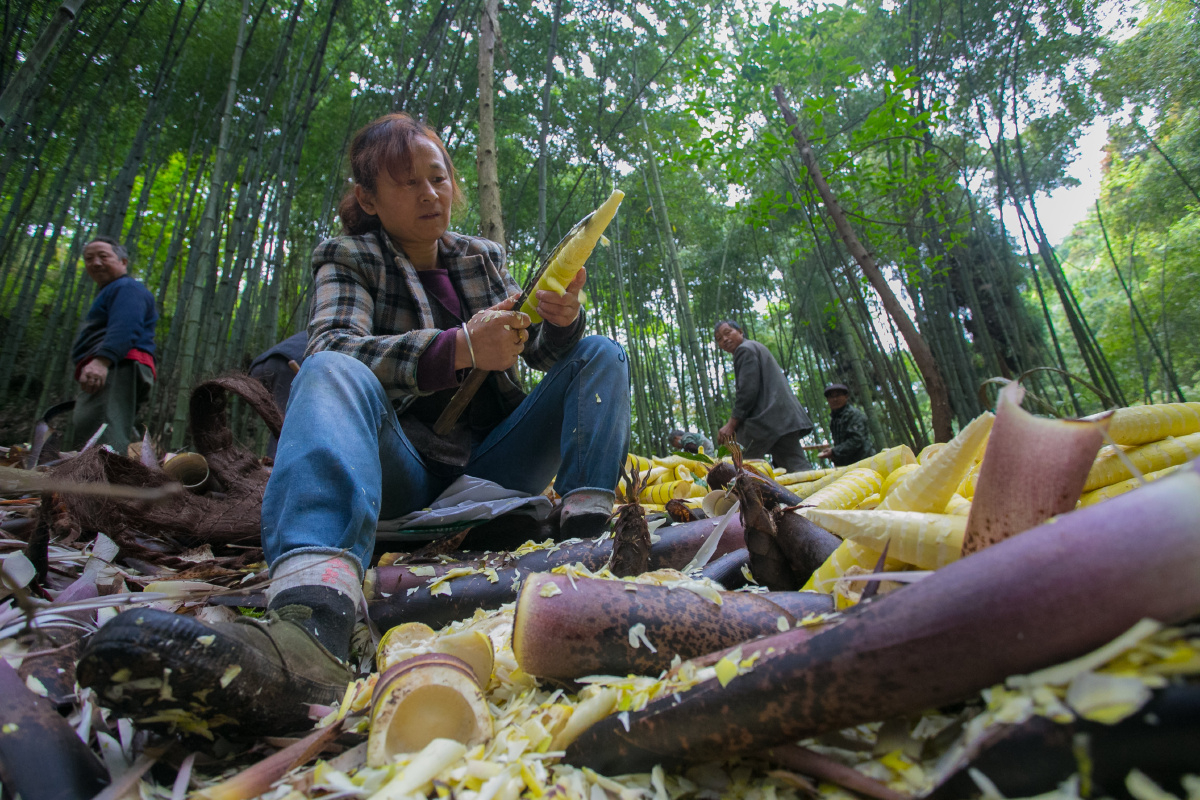 省绵竹市金花镇,每年清明至五月中旬郑大爷都会和村民一道上山挖笋,这
