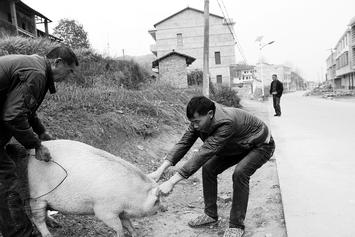 过年前一天主人家把猪赶下山.