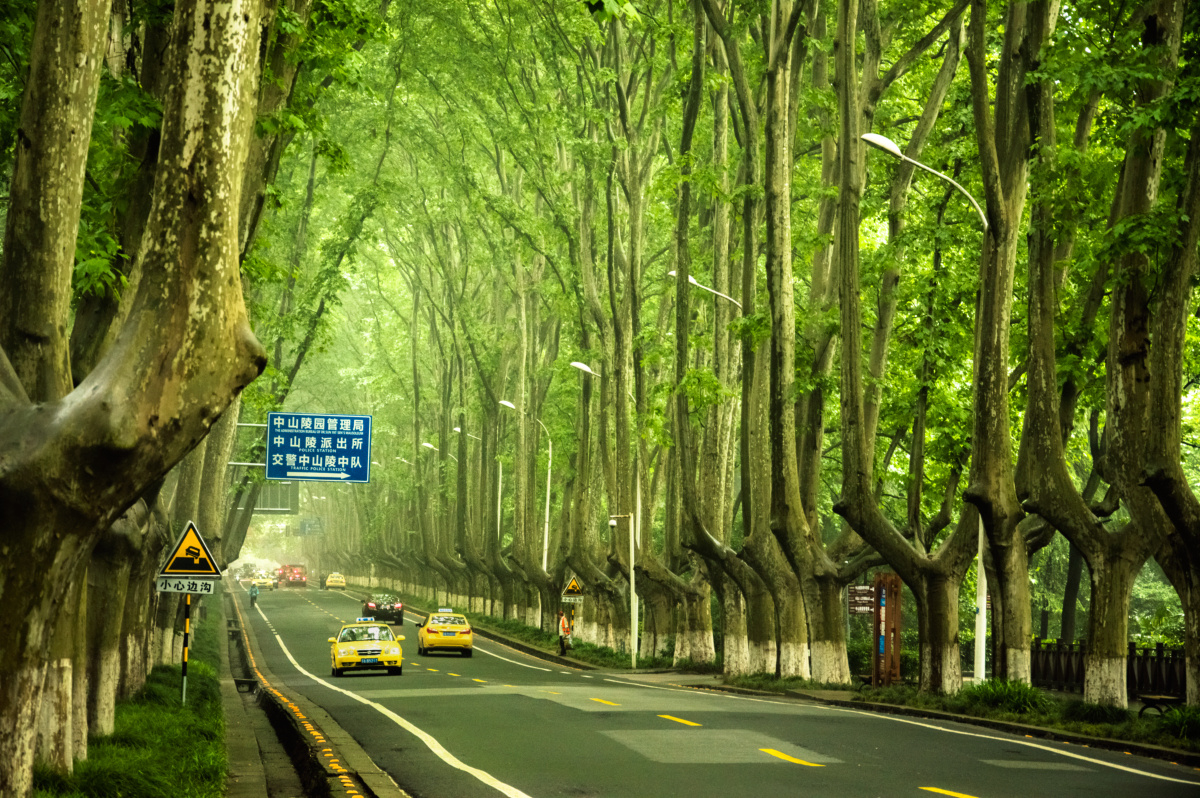 最民国的南京最梦幻的陵园路