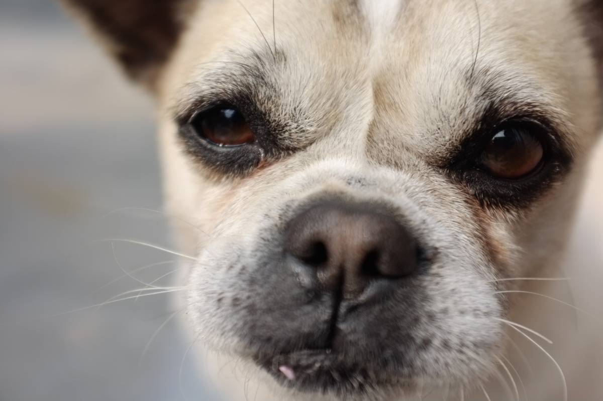 比起小时候,它的眼神中透露着沧桑,有一种看穿世事的坦然.