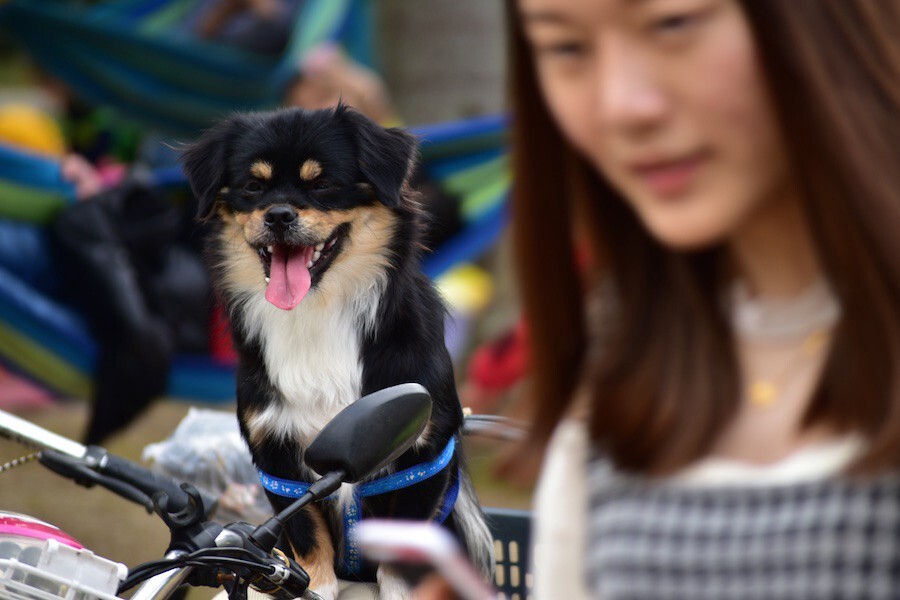 狗狗被留在了电瓶车上，它的主人独自happy去了。