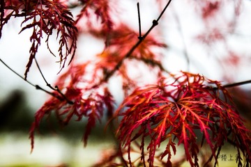 红叶