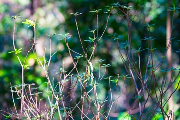 IMG_0536-6
