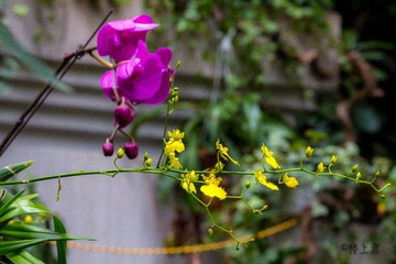 IMG_0588-3