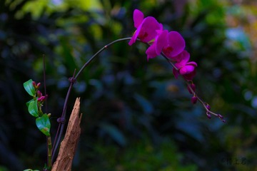 IMG_0589-4
