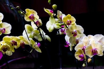 IMG_0591-6