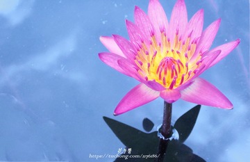 无暇的荷花