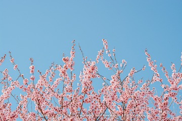 DSC_9609-1