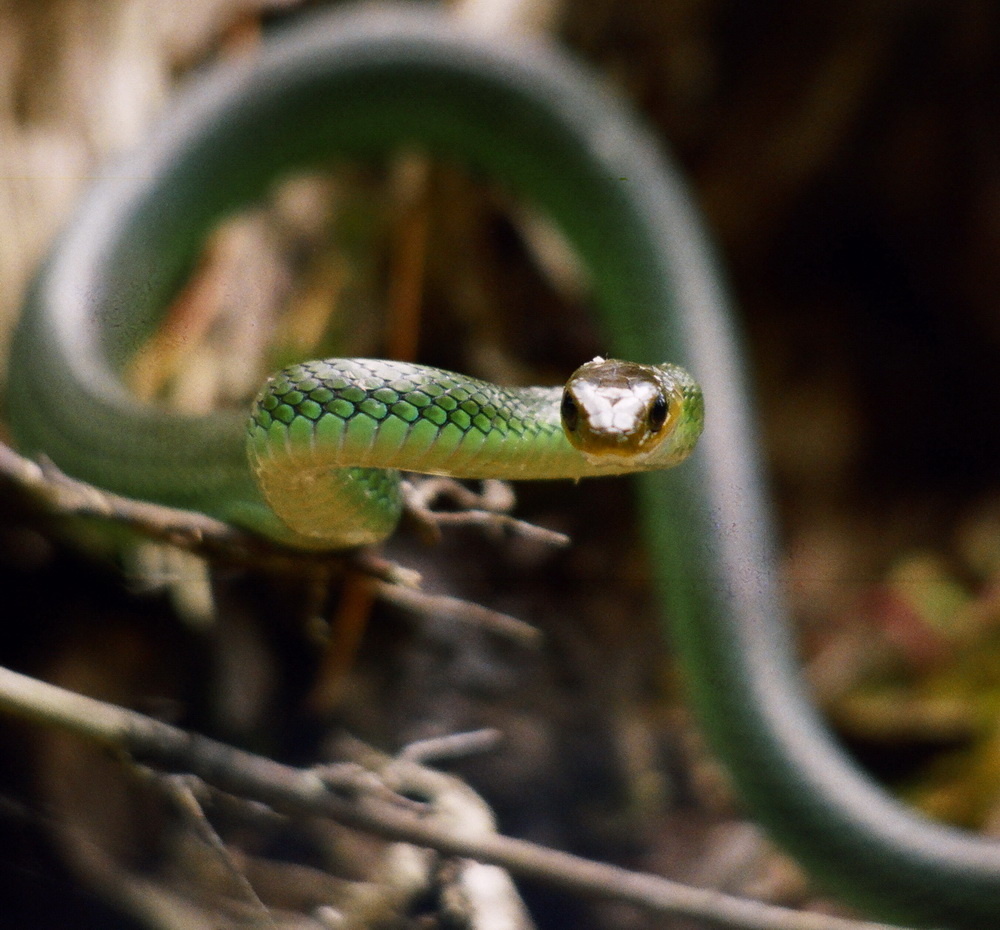 黑线乌稍,俗称青竹标,以行动迅速著称.