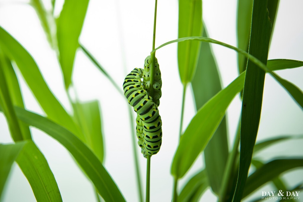 夏季清晨看到的两个纠缠在一起的虫子。