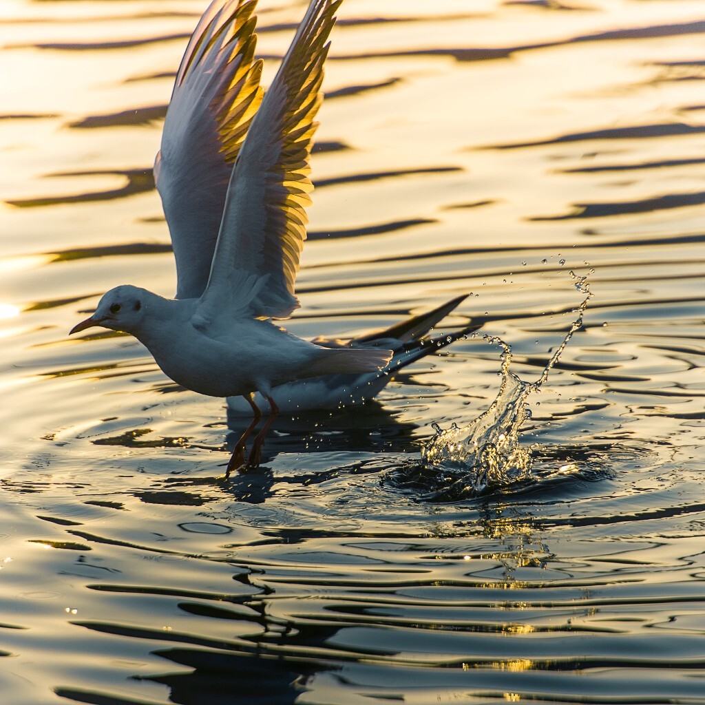 夕阳下  水如油