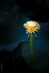 宝莲灯