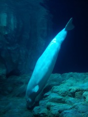IMG_20150926_235920